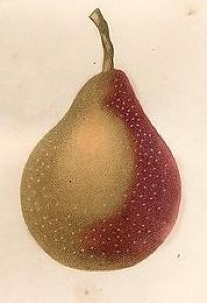 Poire Martin Sec, Jaume St Hilaire, 1845.