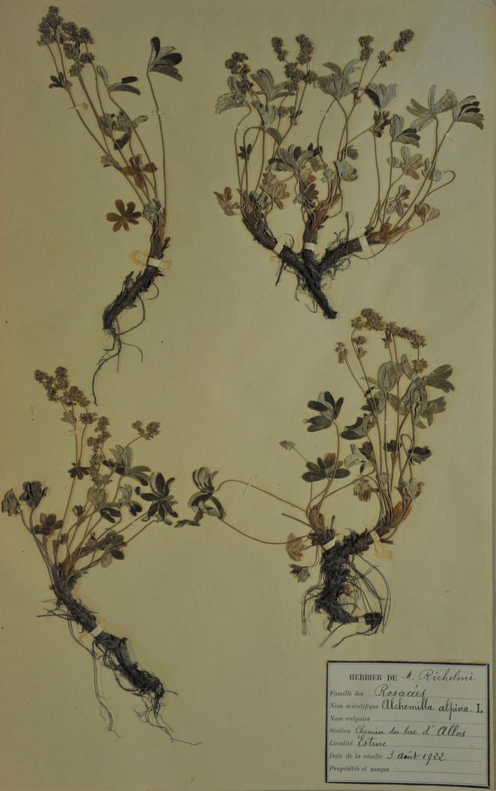 Alchémille, Alchémilla alpina L. Herbier Richelmi. Collection Roudoule, écomusée en terre gavotte.
