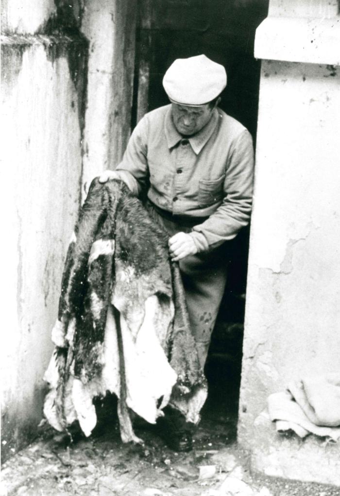 Jean Ros fabriquant un bât : Utilisation d'une peau de veau pour l'habillage du bât