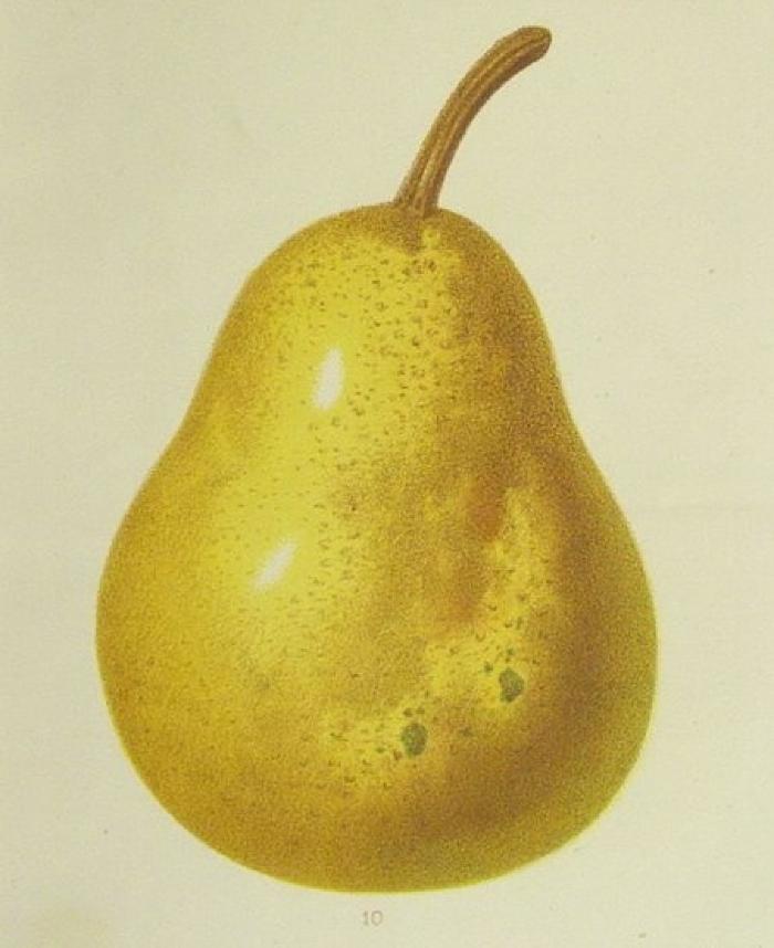 Poire William, Mas, Alphonse, " Le Verger : Poire, 1875 Fonds des Naturalistes de l'Ain, Médiathèque Roger Vailland, Bourg-en-Bresse.