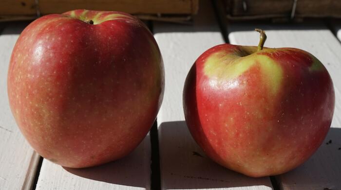 Pomme rouge du Canada, Gars. Photo Pauline Mayer.